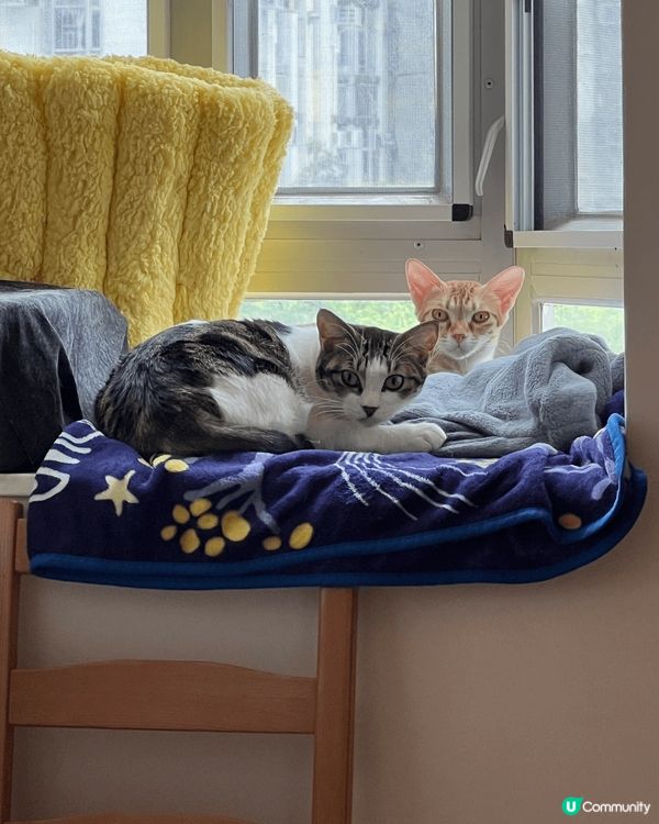 Hello!everybody!唔好睇我個樣惡爺咁款，其實我...