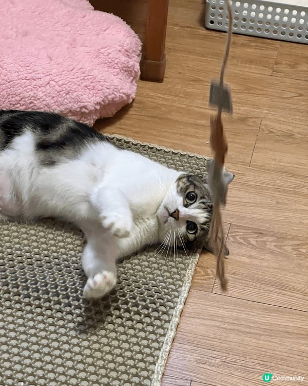 Hello!everybody!唔好睇我個樣惡爺咁款，其實我...