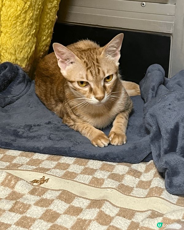 Hello!everybody!唔好睇我個樣惡爺咁款，其實我...