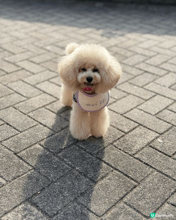 我家毛孩最愛大自然草地，叫佢影相仲識望鏡頭，有時仲自己表露要...