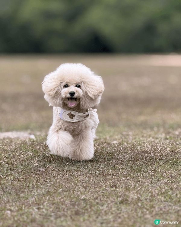 我家毛孩最愛大自然草地，叫佢影相仲識望鏡頭，有時仲自己表露要...