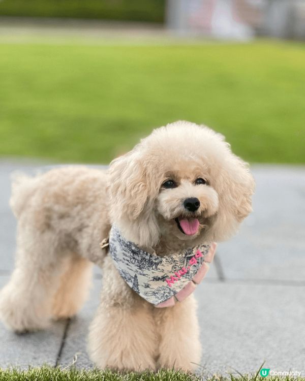 我家毛孩最愛大自然草地，叫佢影相仲識望鏡頭，有時仲自己表露要...