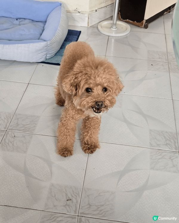 禾今日試下catwalk比大家睇，無論正面側面定37面都係咁...