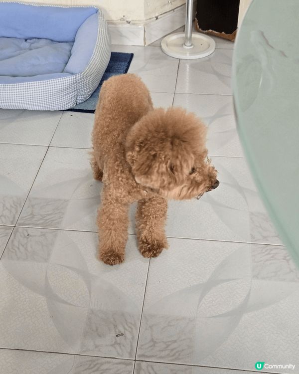 禾今日試下catwalk比大家睇，無論正面側面定37面都係咁...