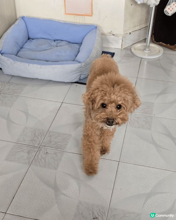 禾今日試下catwalk比大家睇，無論正面側面定37面都係咁...