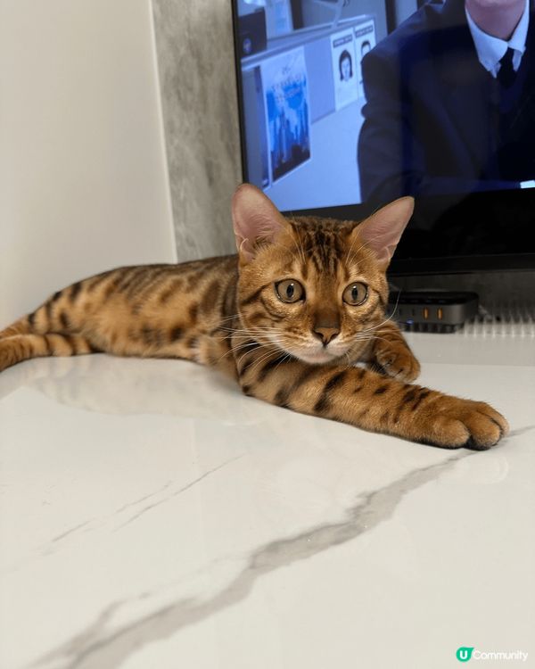 Hello 我叫simba 平時中意食玩訓