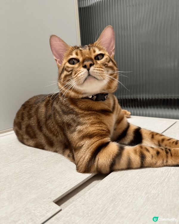 Hello 我叫simba 平時中意食玩訓