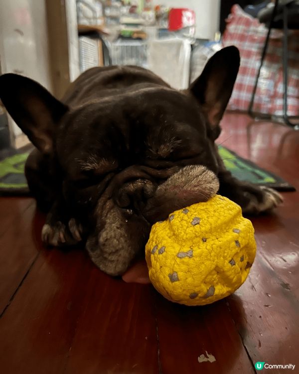 我好鍾意玩波波