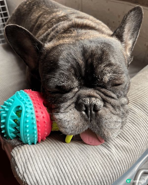 我好鍾意玩波波