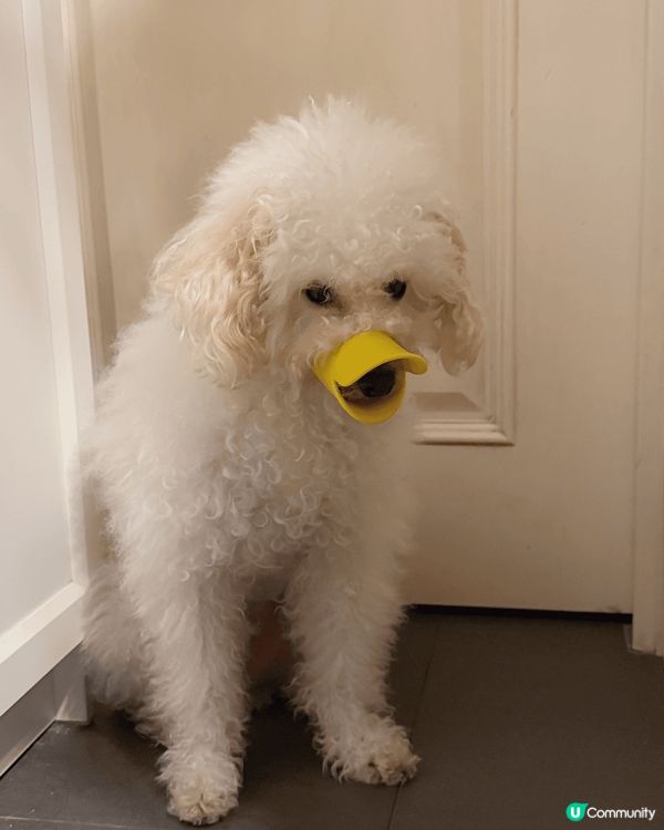 主子搗蛋，點算好？🤯