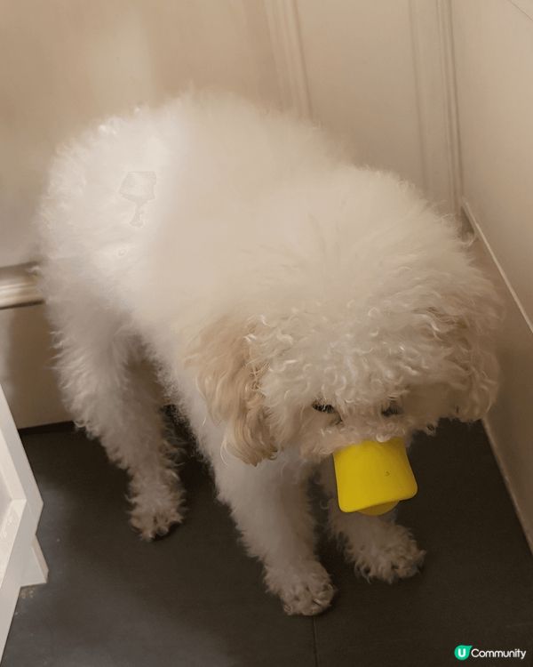 主子搗蛋，點算好？🤯