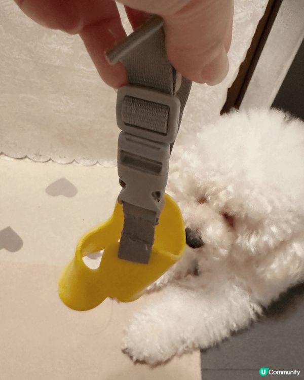 主子搗蛋，點算好？🤯