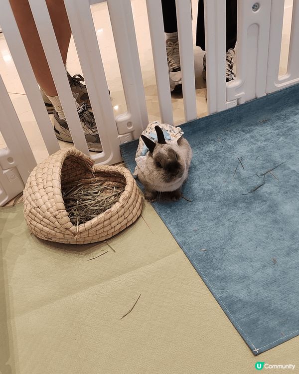 復活節又去兔廬做義工，今次活動喺灣仔合和中心舉行，今次我負責...