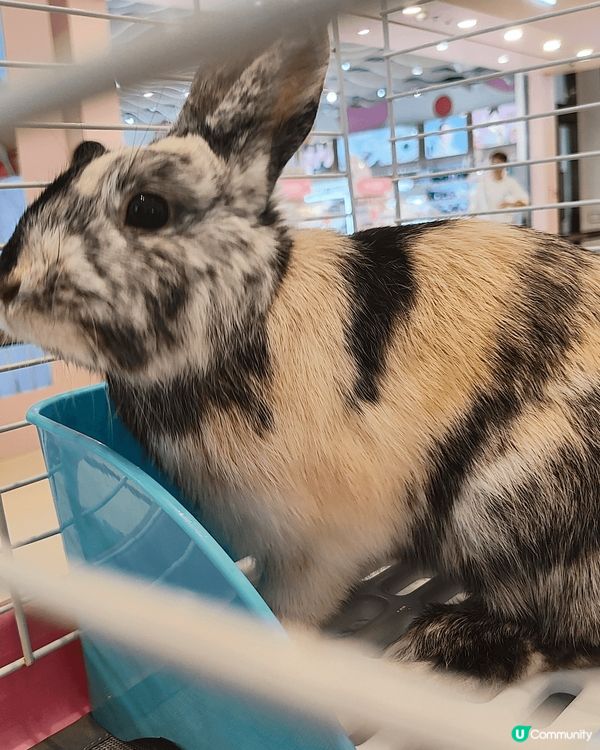 復活節又去兔廬做義工，今次活動喺灣仔合和中心舉行，今次我負責...