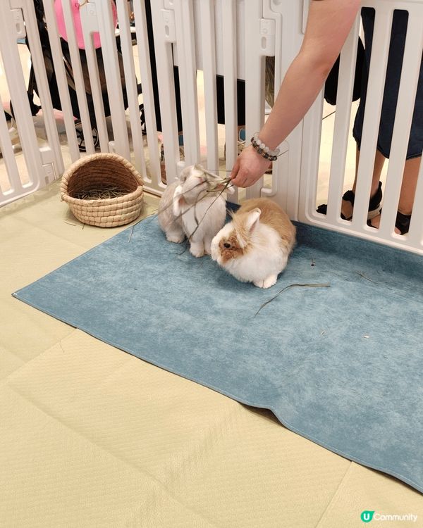 復活節又去兔廬做義工，今次活動喺灣仔合和中心舉行，今次我負責...