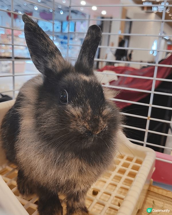 復活節又去兔廬做義工，今次活動喺灣仔合和中心舉行，今次我負責...