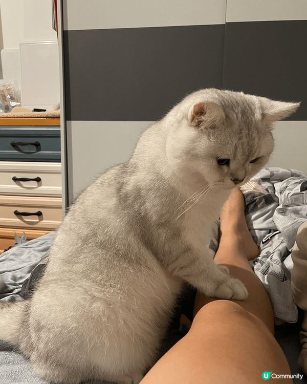 毛孩可愛有趣相