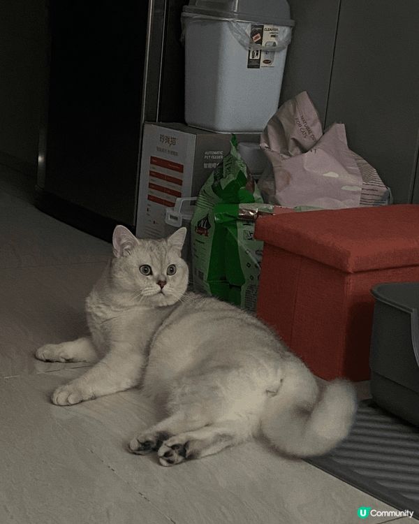 毛孩可愛有趣相