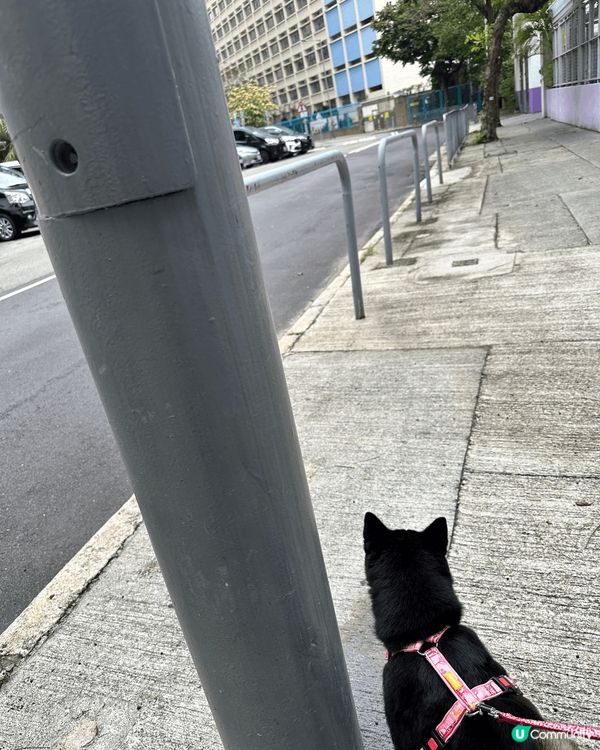 每日必定動作，就是帶毛孩出外散步，這條路是必經之路，可能這條...