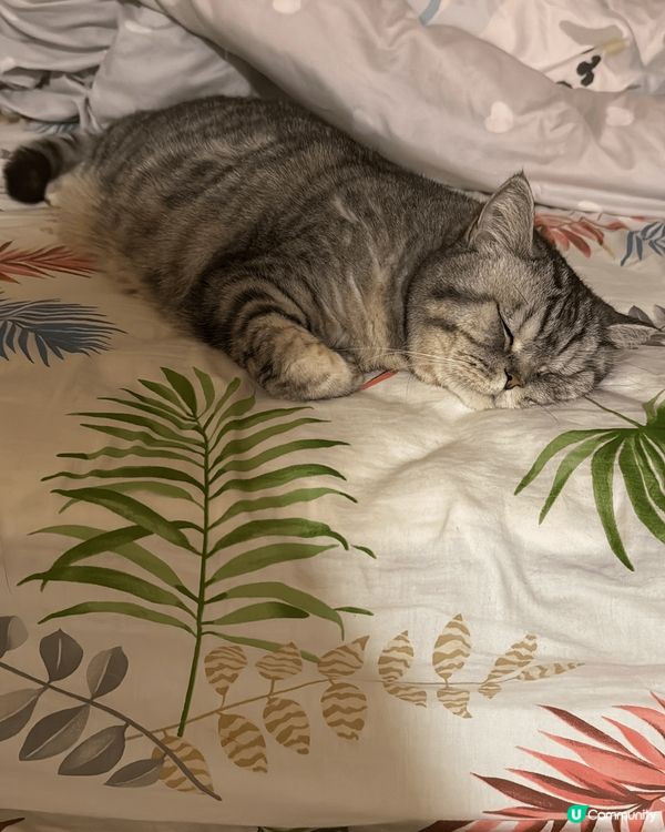 🐱:我係MiuMiu，今年9歲了，係英國短毛貓，平時馭材淨係...