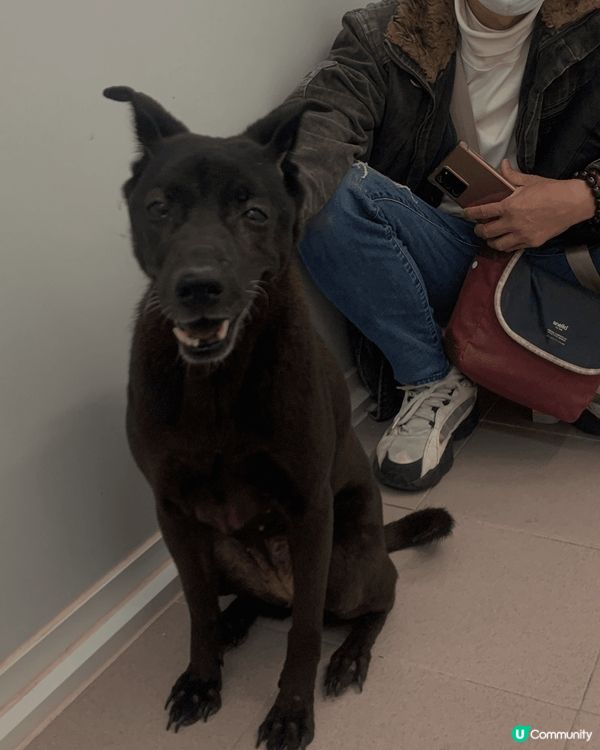 每一次返香港，都會去SAA探訪，一直以來助養嘅動物。唔一定要...