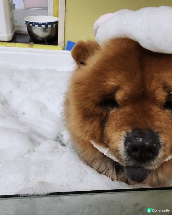 愛護自己嘅毛孩，唔可以淨係俾佢食嘢同玩㗎，要小心佢嘅健康，首...