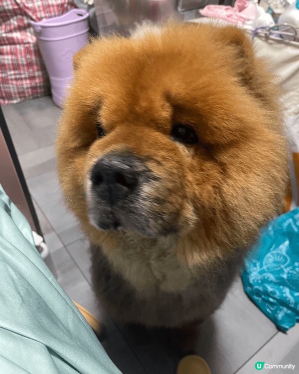 愛護自己嘅毛孩，唔可以淨係俾佢食嘢同玩㗎，要小心佢嘅健康，首...