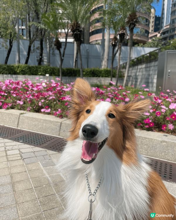 人見人愛，開郎性格，笑口常開，享受狗生，無憂無慮的毛孩