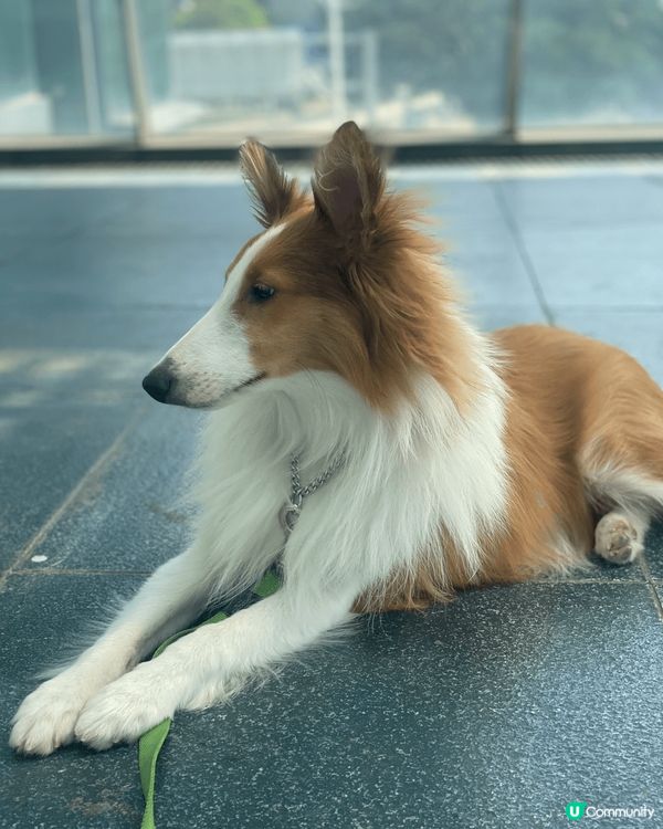 人見人愛，開郎性格，笑口常開，享受狗生，無憂無慮的毛孩