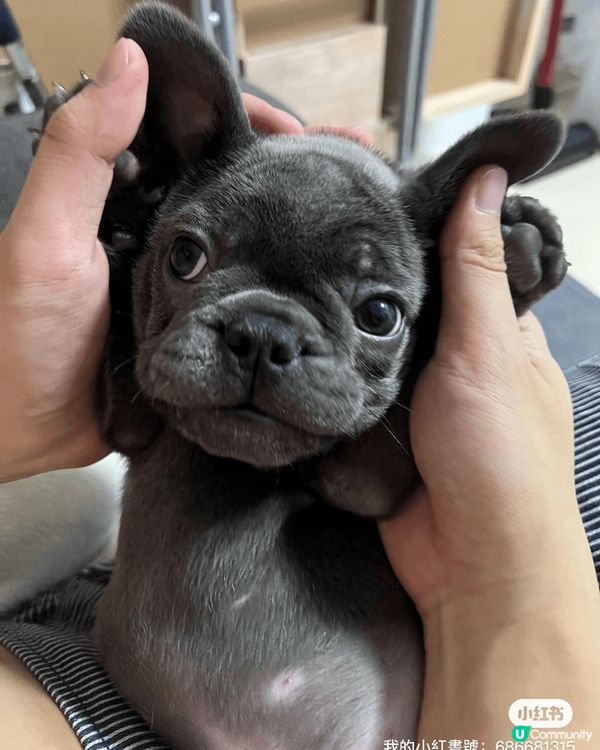 Hello~我叫咕嚕 4個月大 暫時最中意咬野同埋跟住爸爸媽...