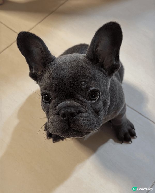 Hello~我叫咕嚕 4個月大 暫時最中意咬野同埋跟住爸爸媽...