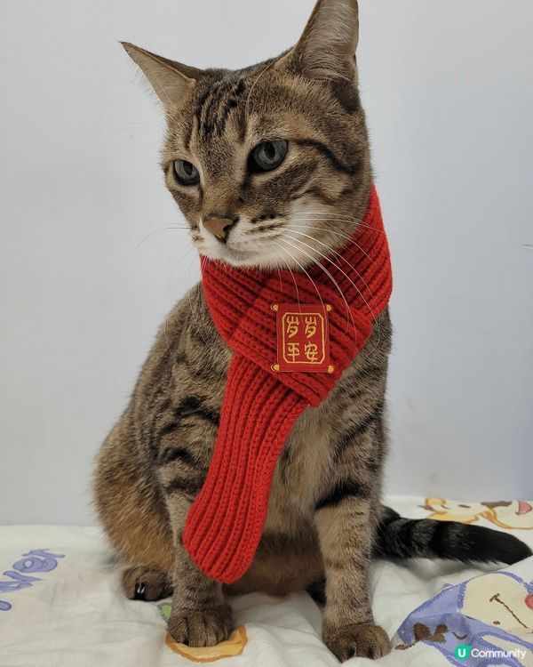 姓名:妹豬 性別是女 年齡11