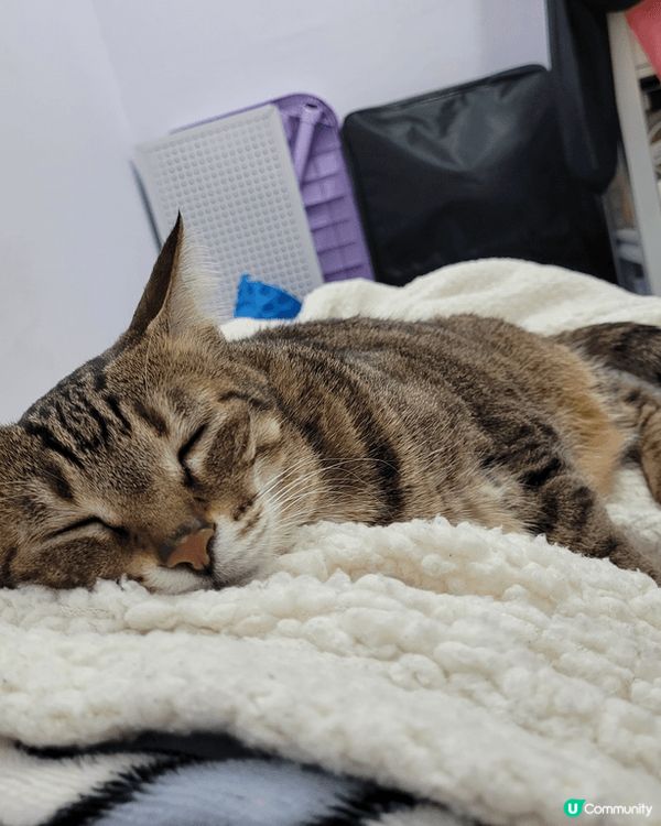 姓名:妹豬 性別是女 年齡11