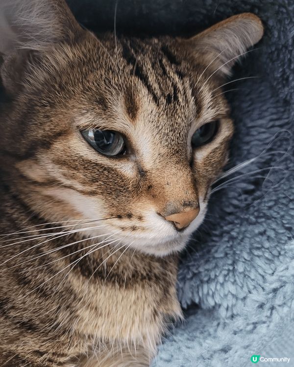 姓名:妹豬 性別是女 年齡11