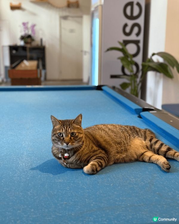 剛去完上海民宿的貓店長，每天都會在這裡等我們討摸，很嗲和黏人...