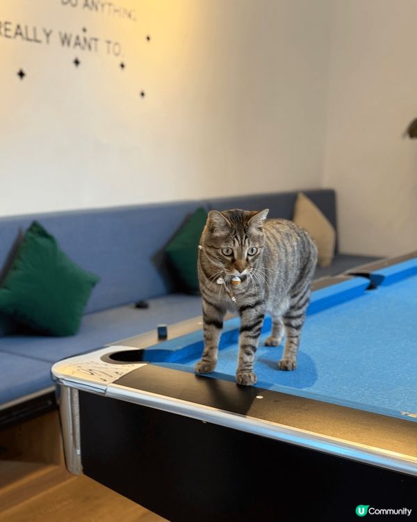 剛去完上海民宿的貓店長，每天都會在這裡等我們討摸，很嗲和黏人...