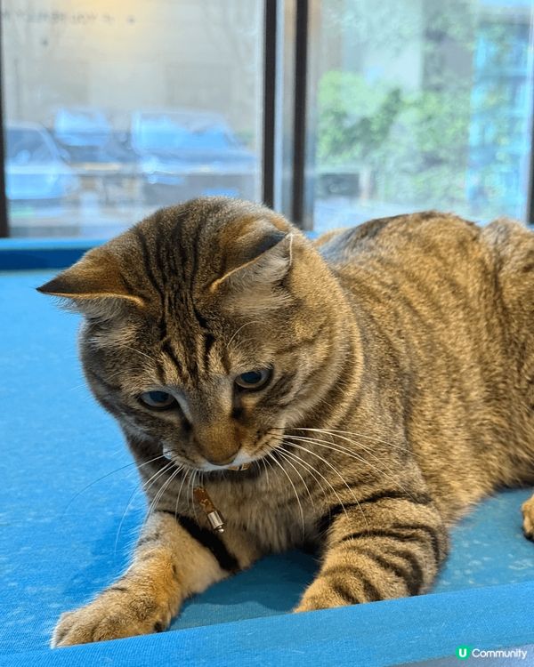 剛去完上海民宿的貓店長，每天都會在這裡等我們討摸，很嗲和黏人...