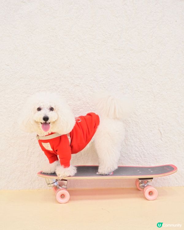 交通方便 毛孩室內放電好去處