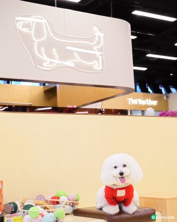 交通方便 毛孩室內放電好去處