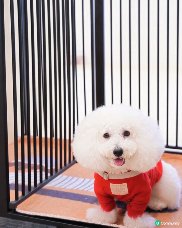 交通方便 毛孩室內放電好去處