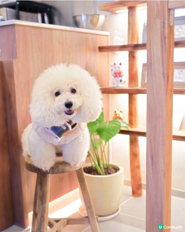 歌賦街街市旁 高質咖啡甜品店