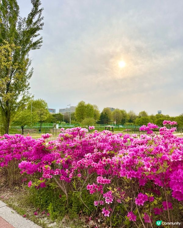 🇰🇷韓國首爾楊花漢江公園週末野餐散步好去處💯👏🏻👍🏻