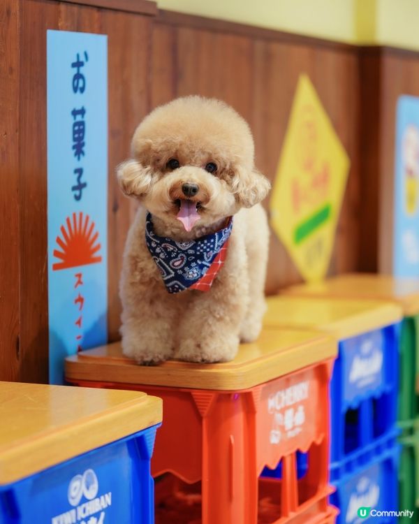 香港寵物友善商場-D2 place