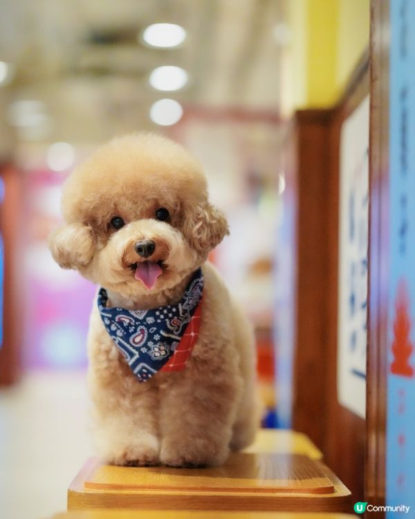 香港寵物友善商場-D2 place