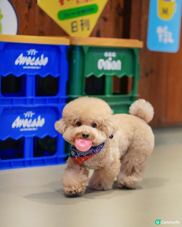 香港寵物友善商場-D2 place