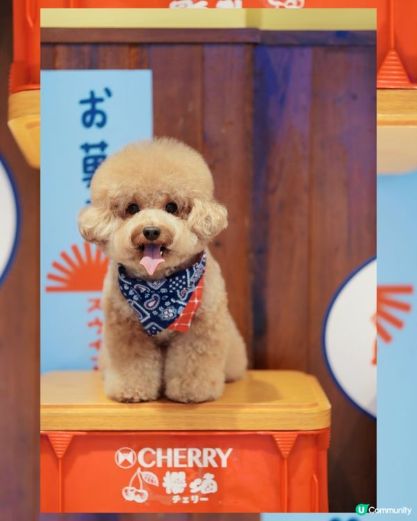 香港寵物友善商場-D2 place