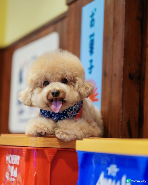 香港寵物友善商場-D2 place