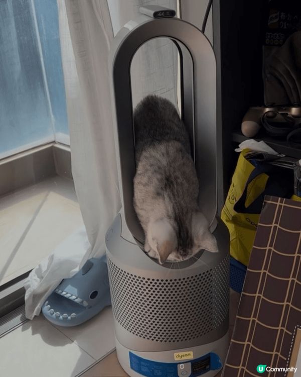 Dyson 冷暖風空氣清新機