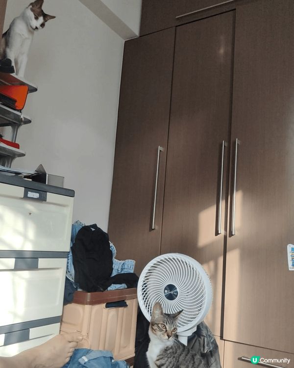 活動掛衣架，風扇同埋貓貓。