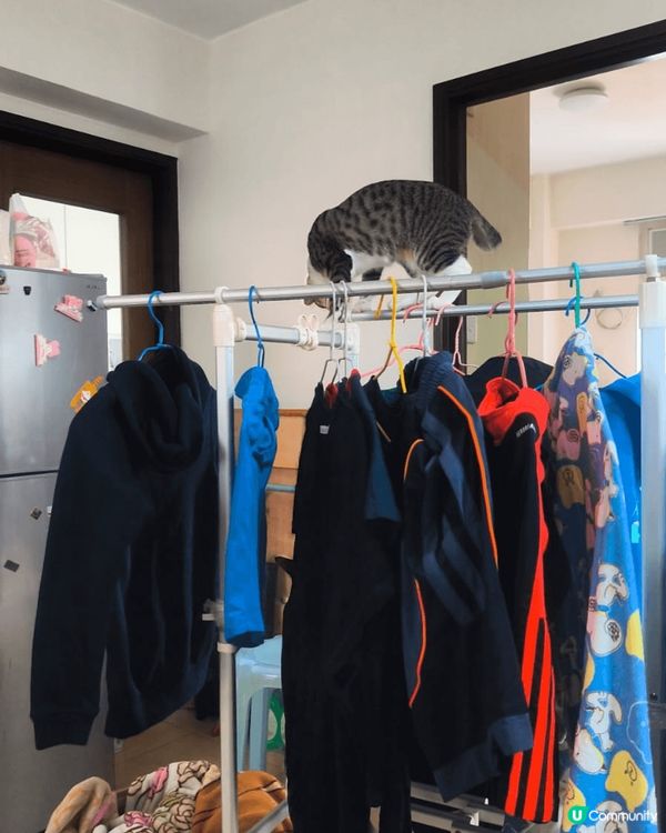 活動掛衣架，風扇同埋貓貓。